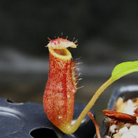 Nepenthes (spectabilis x lowii) x [(ventricosa x sibuyanensis) x TM], CAR-0288