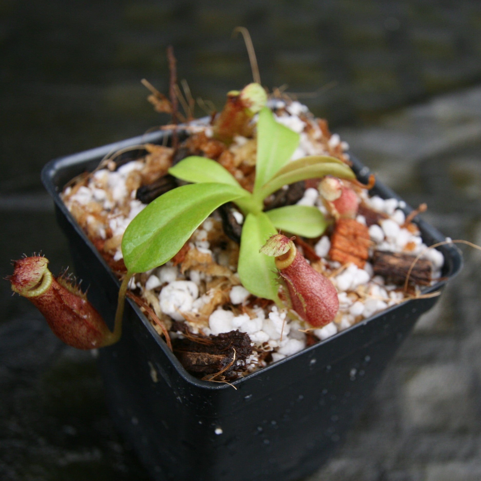 Nepenthes ventricosa 在来 Nepenthes ventricosa – Bergen Water Gardens, Lotus Paradise
