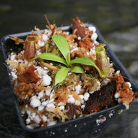 Nepenthes (spectabilis x lowii) x [(ventricosa x sibuyanensis) x TM], CAR-0288