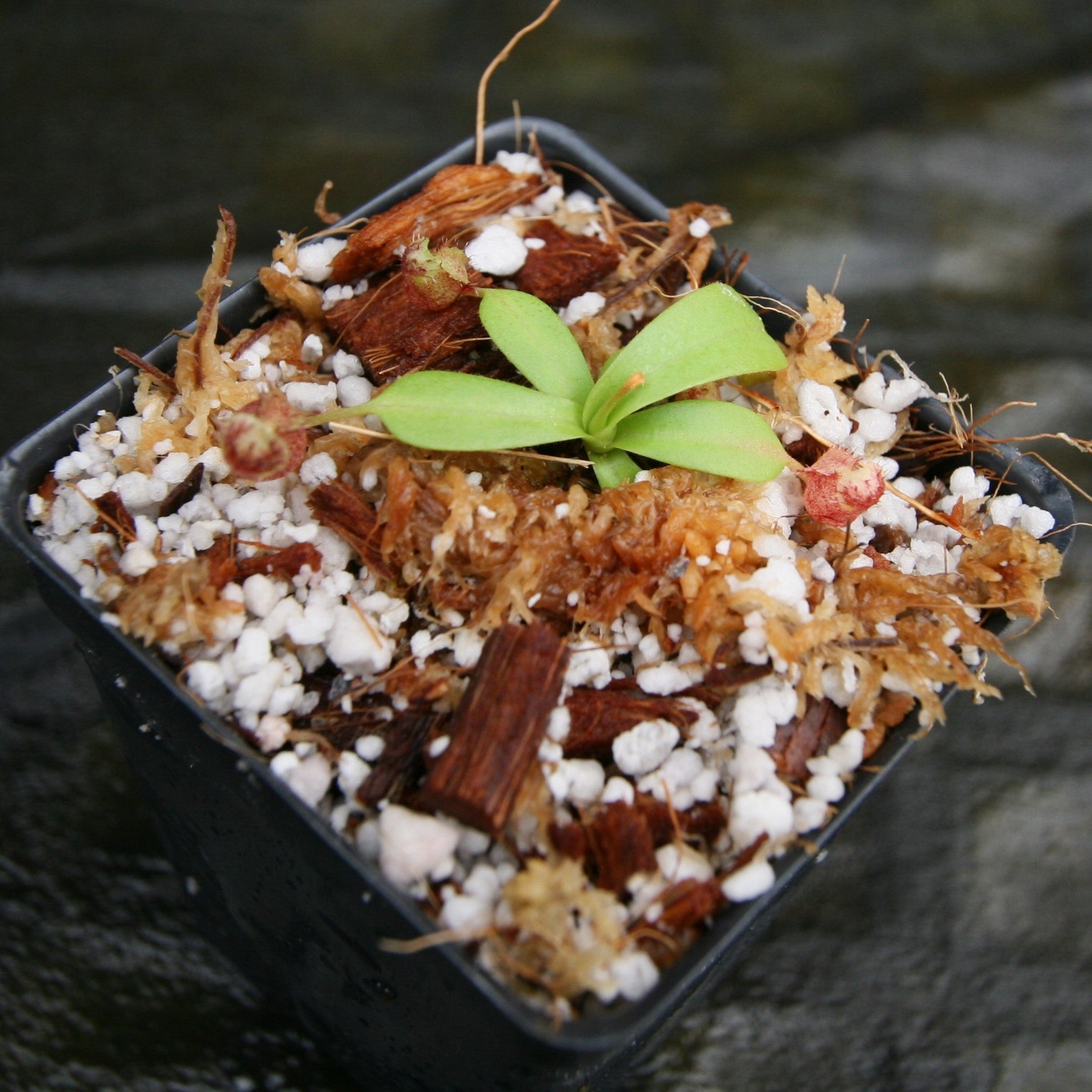 Nepenthes (spectabilis x lowii) x [(ventricosa x sibuyanensis) x