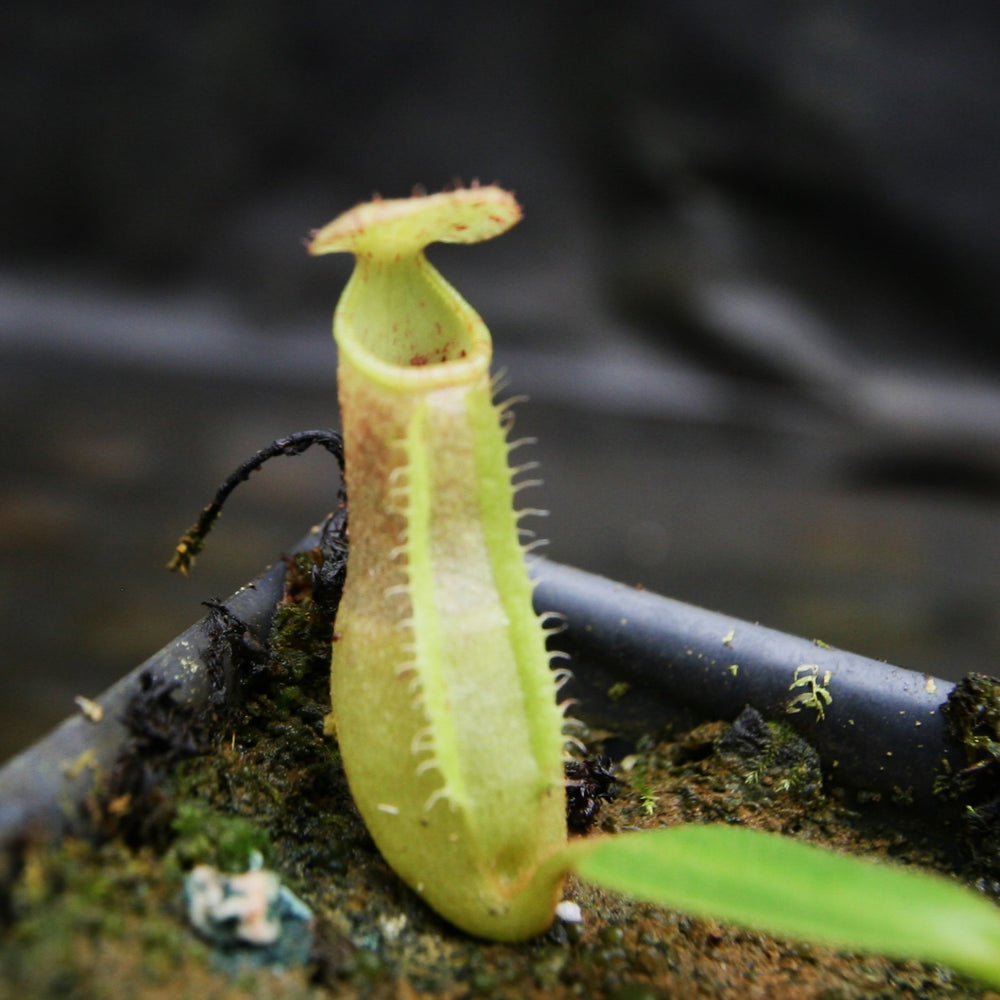 
                      
                        Nepenthes (truncata x campanulata) x veitchii "Cobra", CAR-0287
                      
                    