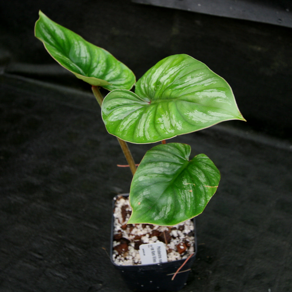 
                      
                        Philodendron mamei var Karol Villena
                      
                    