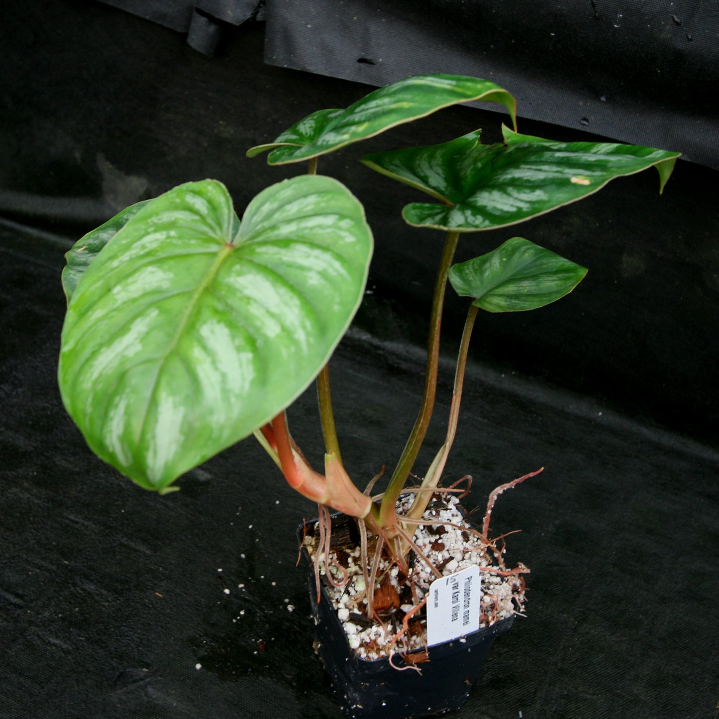 philodendron werneri 'rotonda' Philodendron mamei var Karol Villena – Carnivero