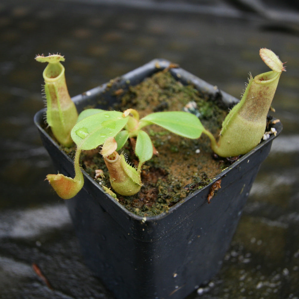 
                      
                        Nepenthes (truncata x campanulata) x veitchii "Cobra", CAR-0287
                      
                    