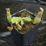 Nepenthes (truncata x campanulata) x veitchii "Cobra", CAR-0287