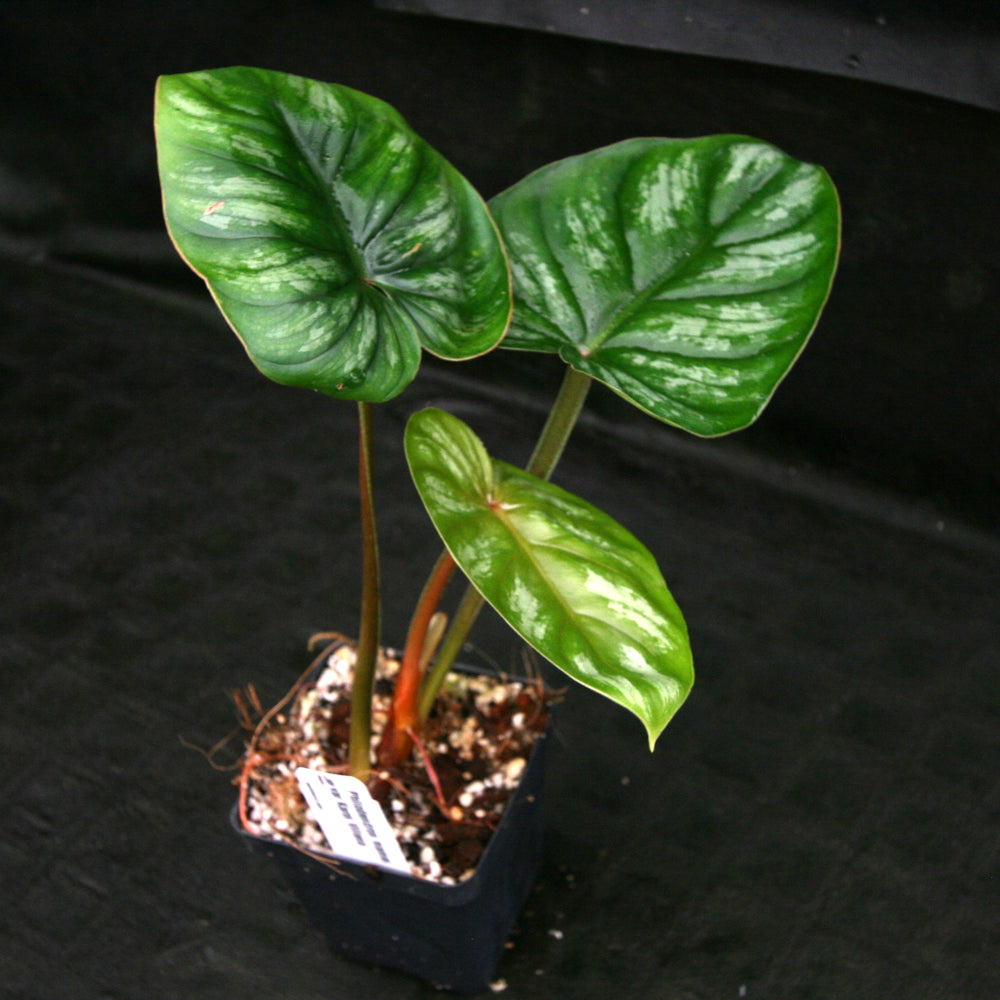 
                      
                        Philodendron mamei var Karol Villena
                      
                    