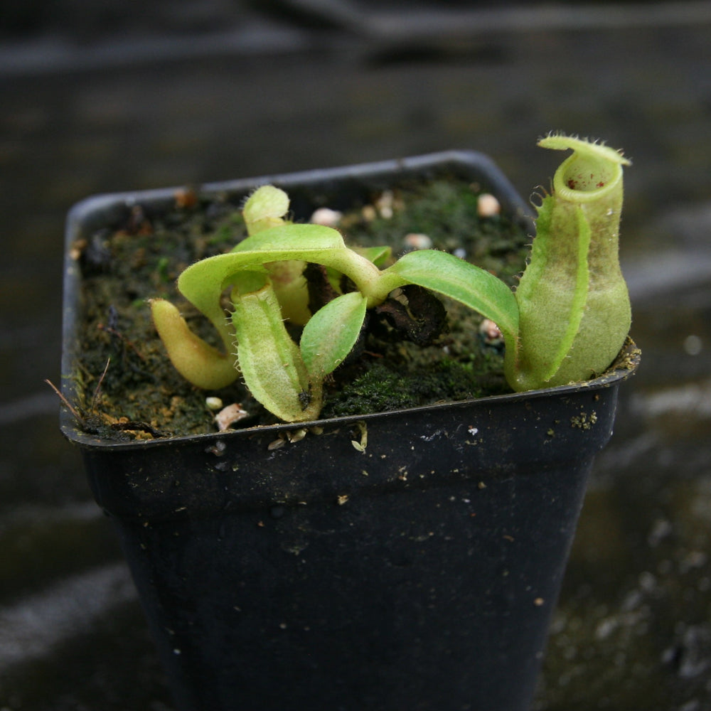 
                      
                        Nepenthes (truncata x campanulata) x veitchii "Cobra", CAR-0287
                      
                    