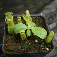 Nepenthes (truncata x campanulata) x veitchii "Cobra", CAR-0287