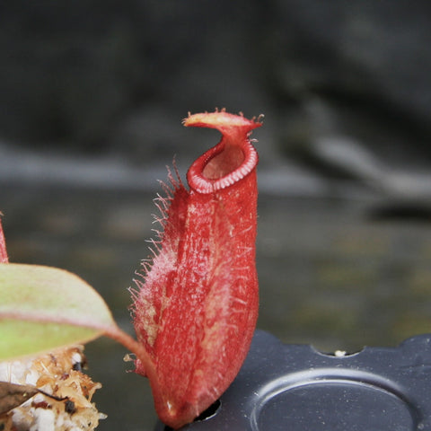 Red Nepenthes ampullaria pitcher with a curved pink peristome CAR-0286 cultivar