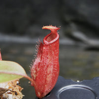 Nepenthes ampullaria (William's Red x Harlequin) x [(ventricosa x sibuyanensis) x TM], CAR-0286