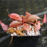 Nepenthes ampullaria (William's Red x Harlequin) x [(ventricosa x sibuyanensis) x TM], CAR-0286