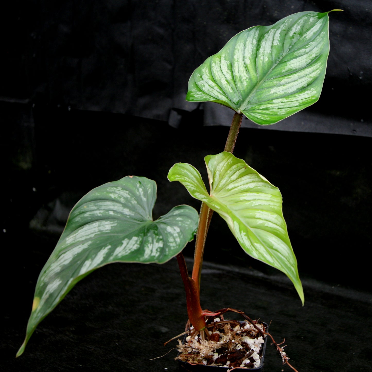 philodendron mamei variegated Philodendron mamei var Karol Villena – Carnivero
