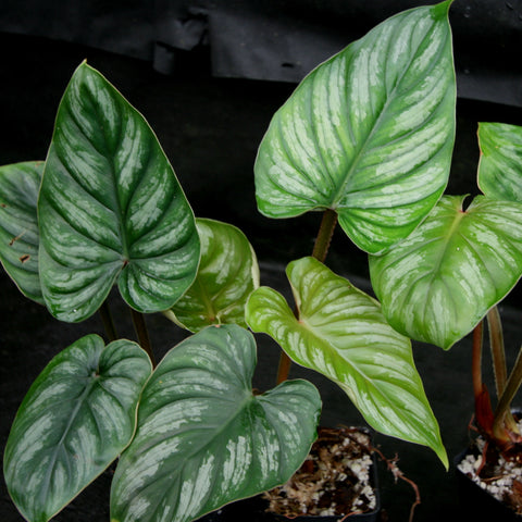 Philodendron mamei Karol Villena with large variegated leaves showing pale marbling
