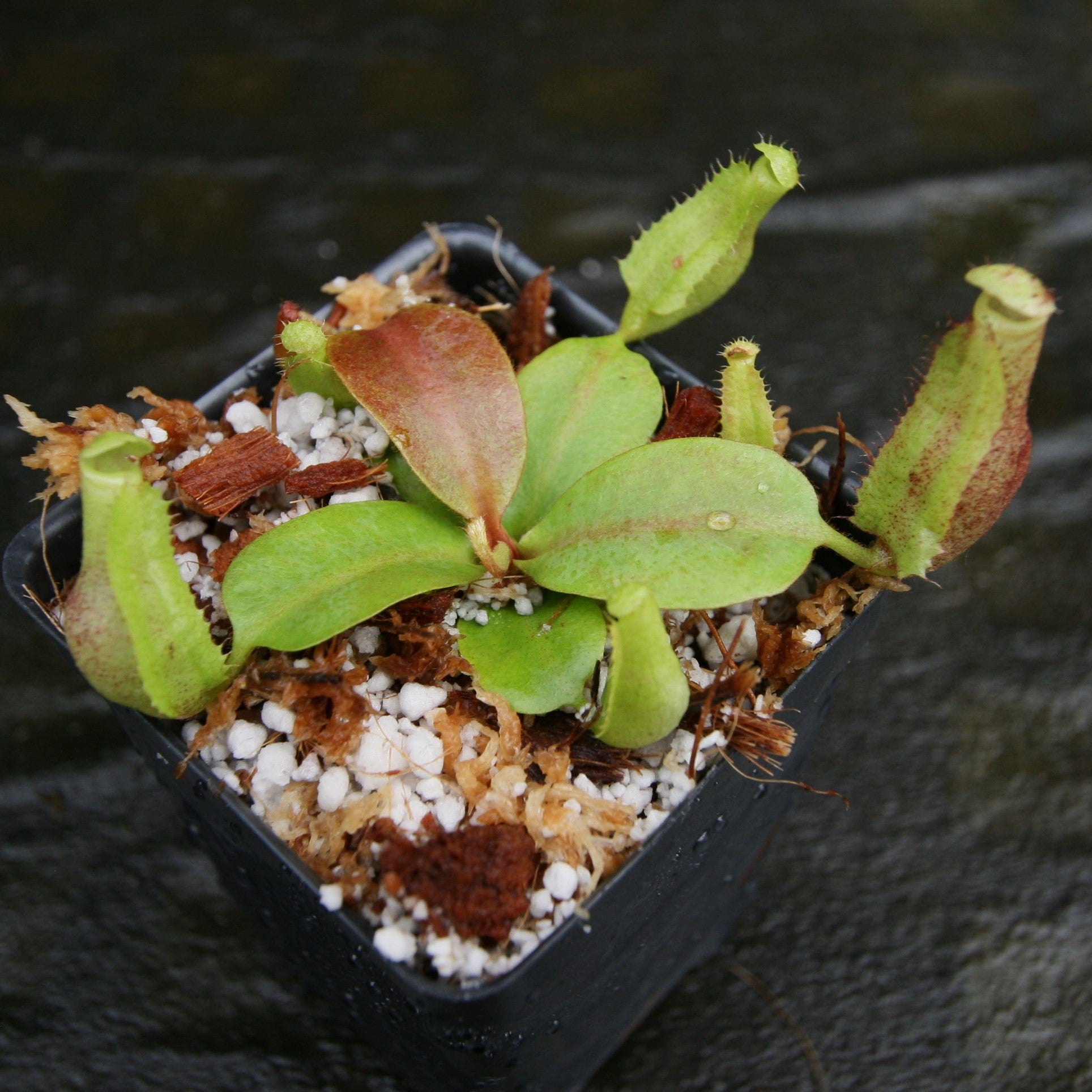 Nepenthes [(lowii x veitchii) x boschiana] -Red Ruffled x clipeata