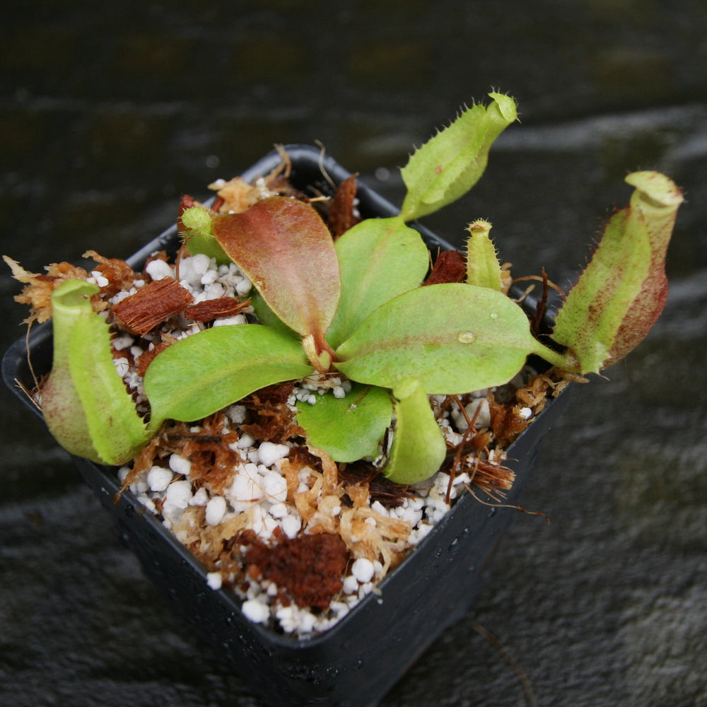 
                      
                        Nepenthes [(lowii x veitchii) x boschiana] -Red Ruffled x clipeata, CAR-0300
                      
                    