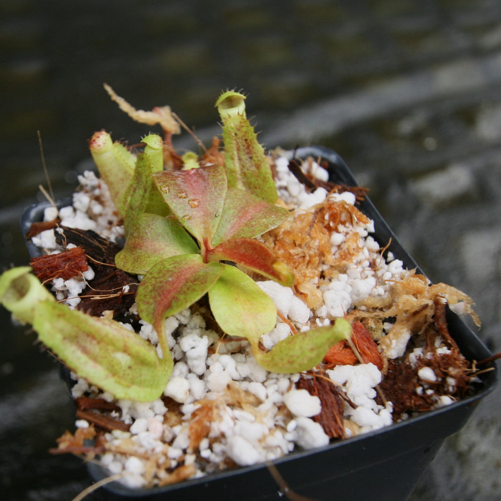 
                      
                        Nepenthes [(lowii x veitchii) x boschiana] -Red Ruffled x clipeata, CAR-0300
                      
                    