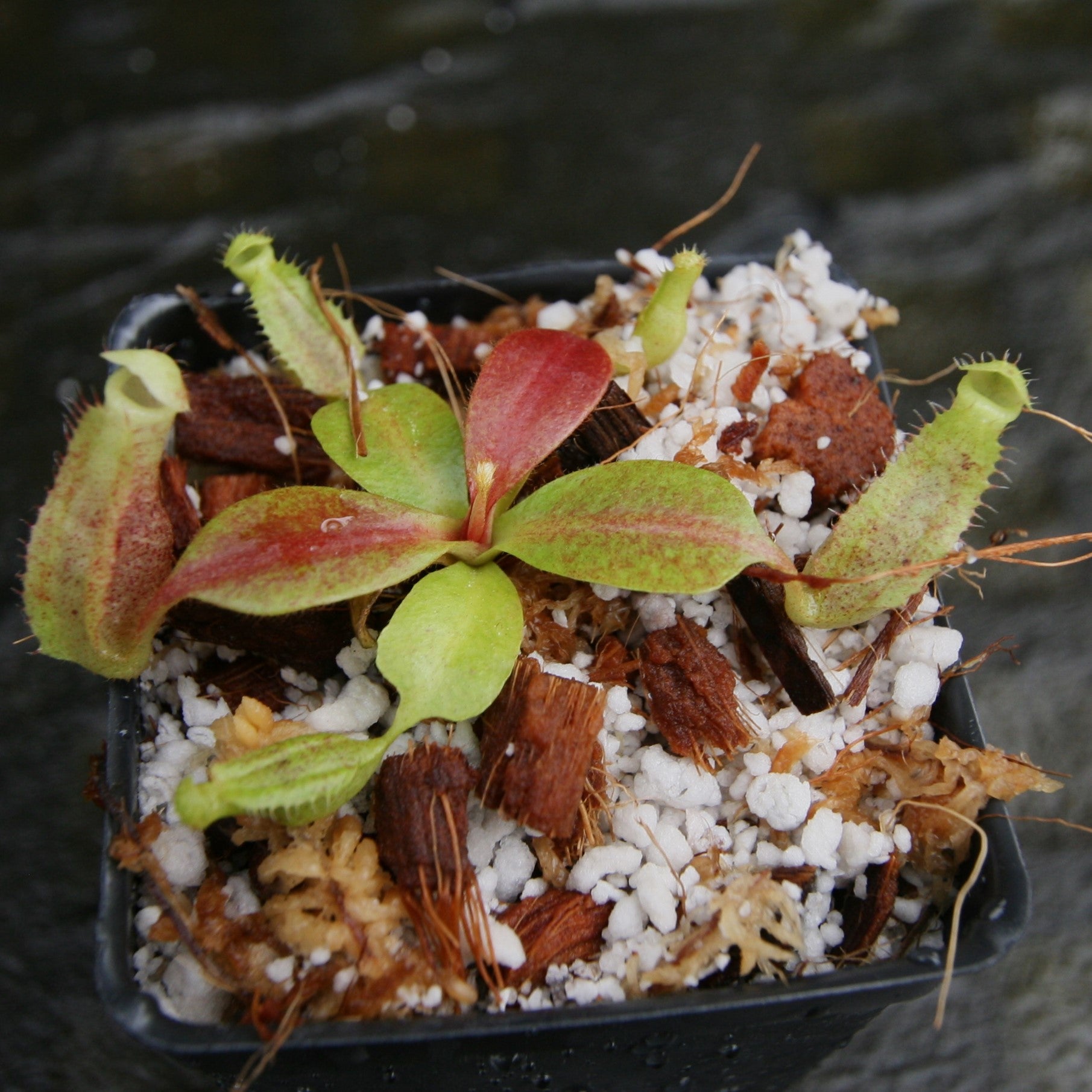Nepenthes [(lowii x veitchii) x boschiana] -Red Ruffled x clipeata