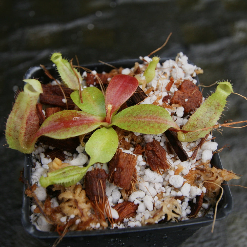 
                      
                        Nepenthes [(lowii x veitchii) x boschiana] -Red Ruffled x clipeata, CAR-0300
                      
                    