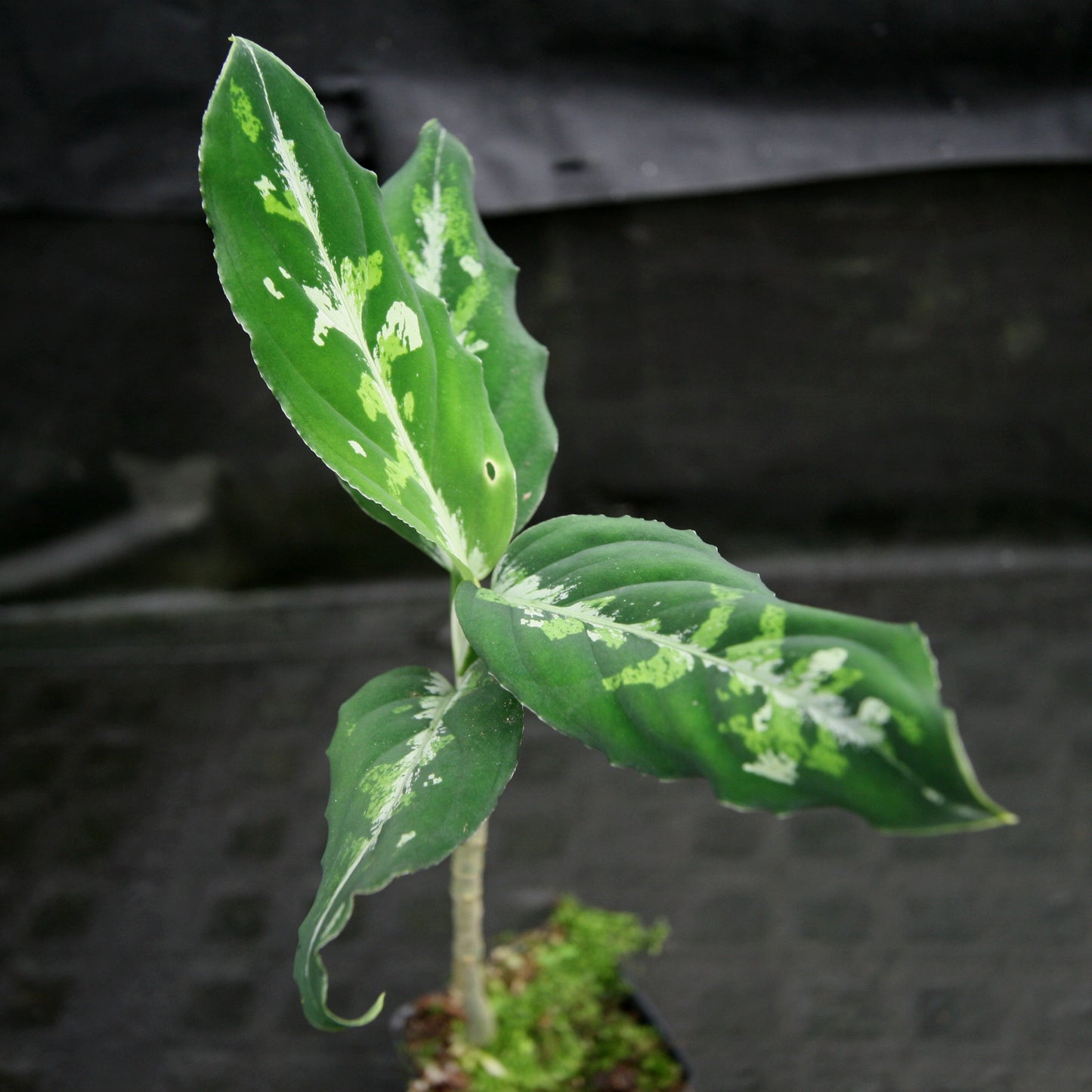 aglaonema pictum tricolor australia ebay Aglaonema pictum Tricolor – Carnivero