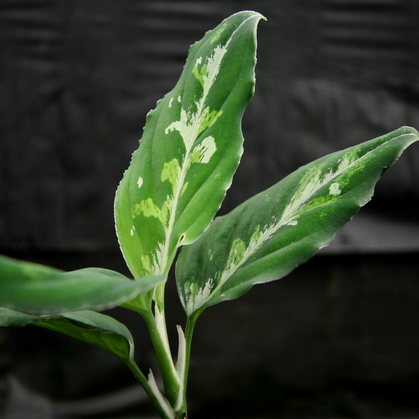 aglaonema pictum tricolor x rotundum Aglaonema pictum Tricolor – Carnivero