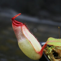 Nepenthes [(Viking x ampullaria) x ampullaria] x veitchii 'Pink Candy Cane', CAR-0233