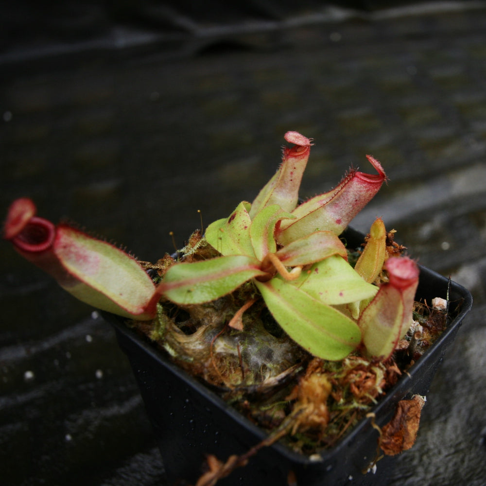 
                      
                        Nepenthes [(Viking x ampullaria) x ampullaria] x veitchii 'Pink Candy Cane', CAR-0233
                      
                    