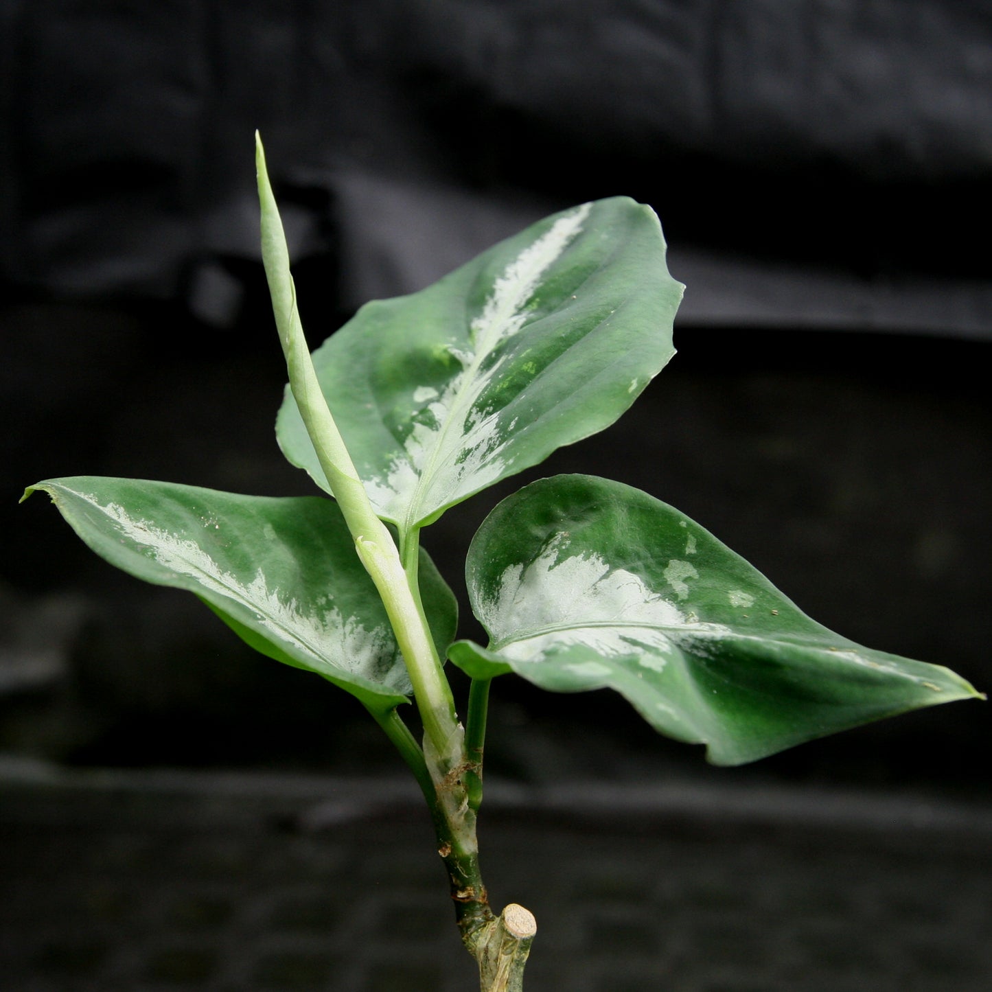 aglaonema pictum tricolour australia Aglaonema pictum Tricolor – Carnivero