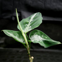 Aglaonema pictum Tricolor