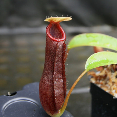 Tall burgundy Nepenthes ventricosa hybrid pitcher with a bright red circular rim and pale lid in a pot.