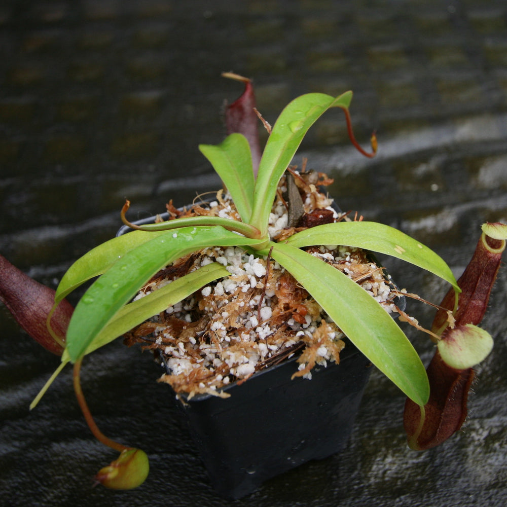 
                      
                        Nepenthes ventricosa JB Sigma x (singalana x diabolica), CAR-0298, pitcher plant, carnivorous plant, collectors plant, large pitchers, rare plants 
                      
                    
