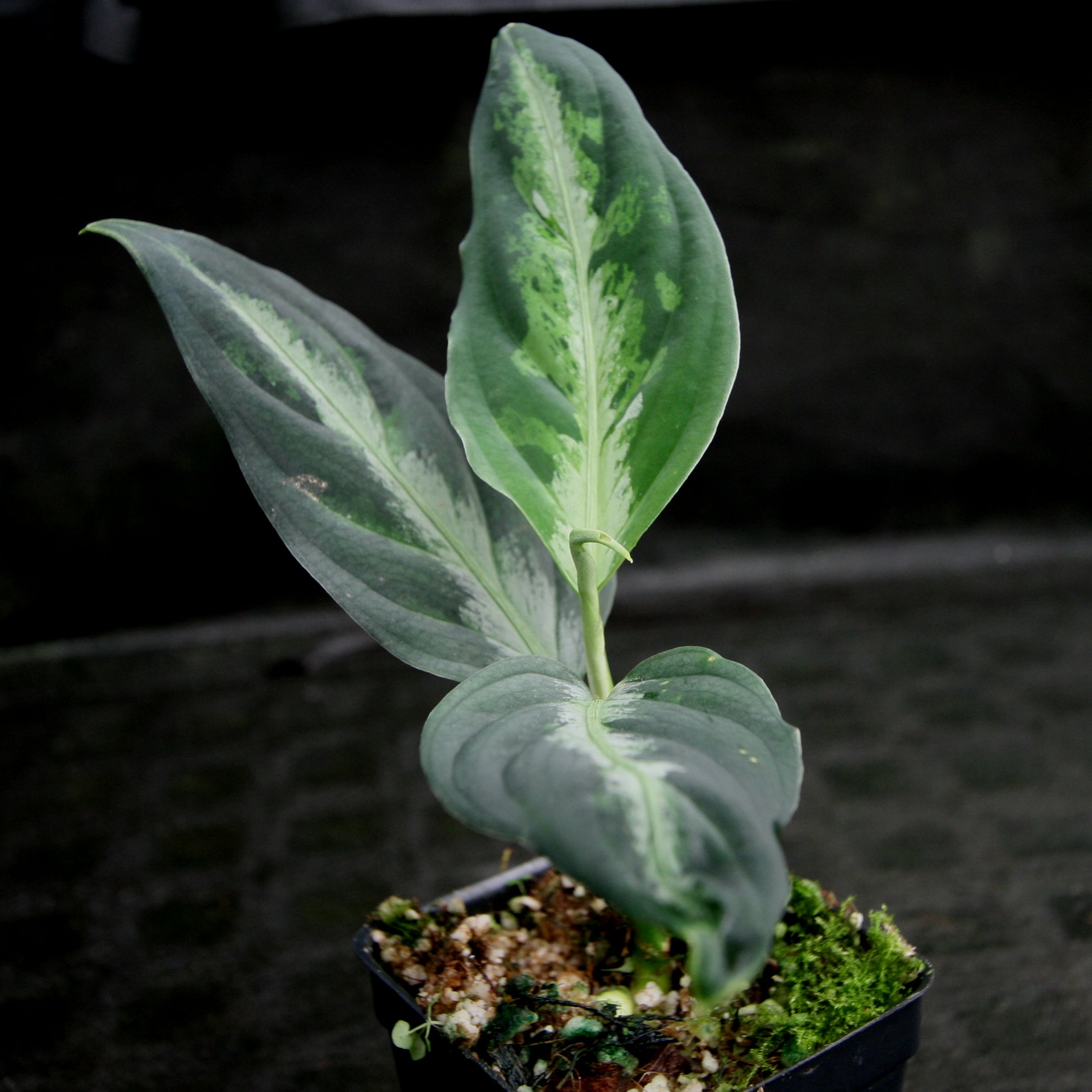 Aglaonema pictum Tricolor – Carnivero