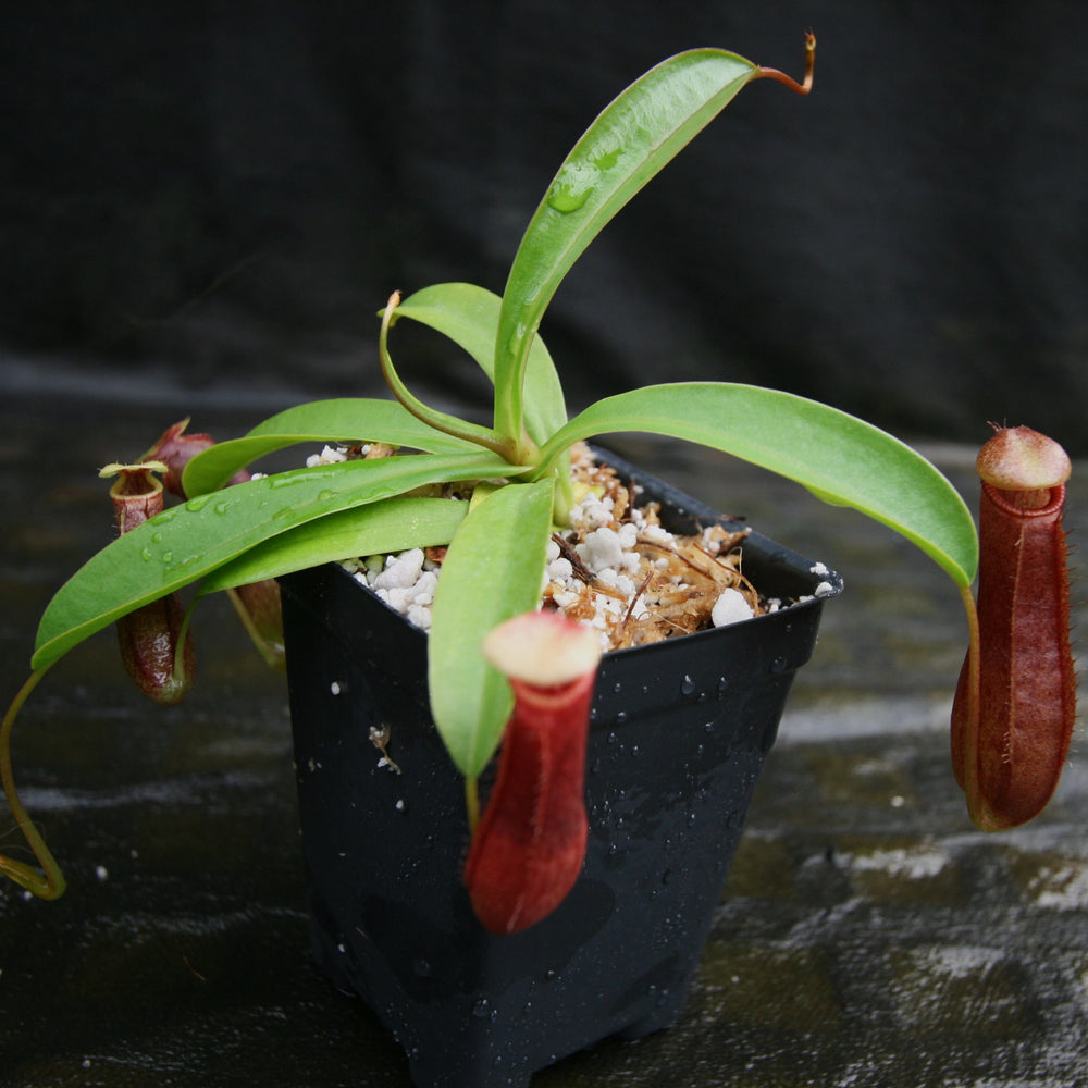 
                      
                        Nepenthes ventricosa JB Sigma x (singalana x diabolica), CAR-0298, pitcher plant, carnivorous plant, collectors plant, large pitchers, rare plants 
                      
                    