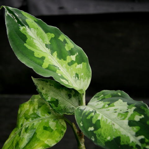 Aglaonema pictum Tricolor with green leaves displaying irregular cream and light green variegation