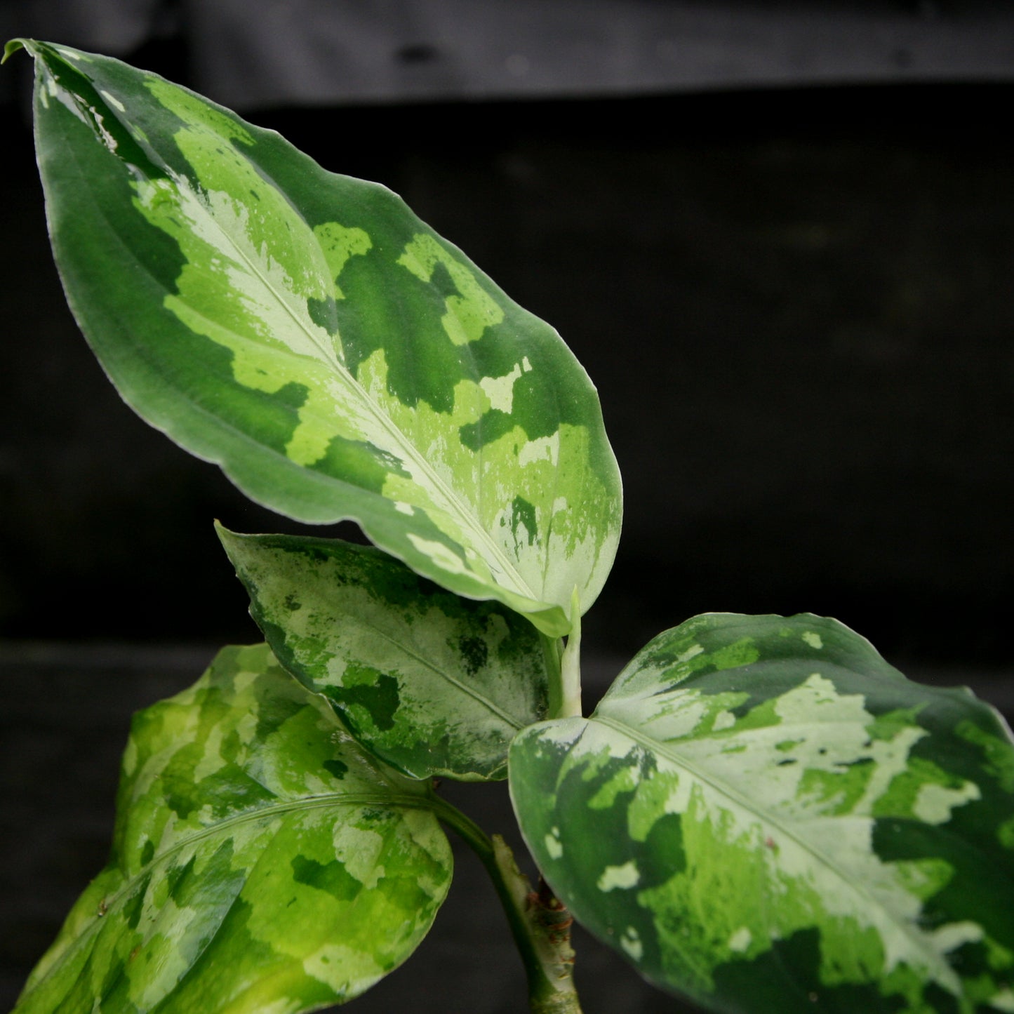 aglaonema pictum australia Aglaonema pictum Tricolor – Carnivero