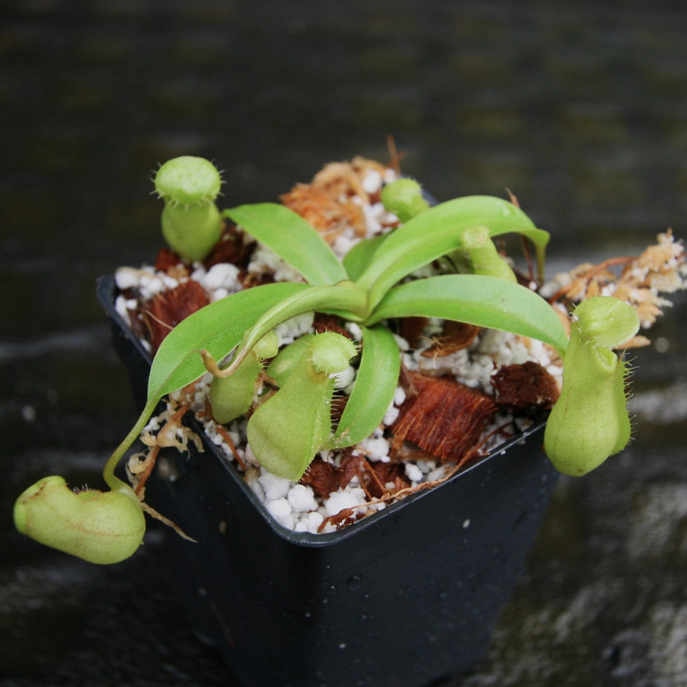 
                      
                        Nepenthes ventricosa JB Sigma x (singalana x diabolica), CAR-0298, pitcher plant, carnivorous plant, collectors plant, large pitchers, rare plants 
                      
                    