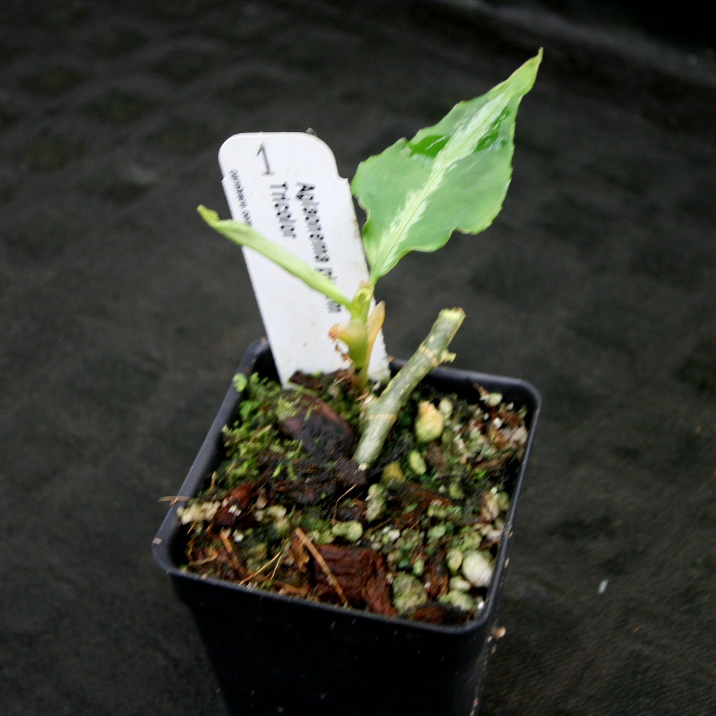 aglaonema pictum tricolor x rotundum Aglaonema pictum Tricolor – Carnivero