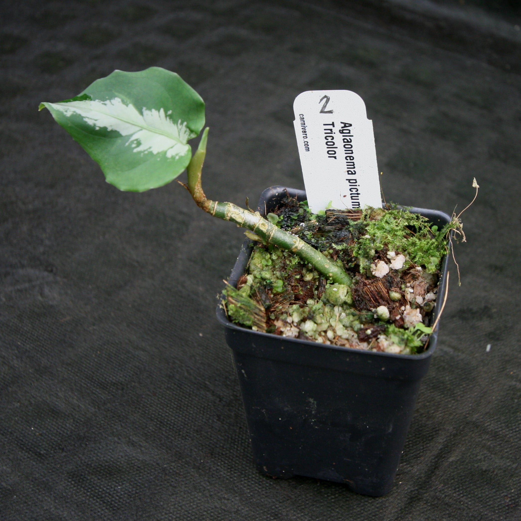 本日限定特別特価【Weed】Aglaonema pictum Aglaonema pictum 'Bicolor' - Chinese Evergreen (4.5