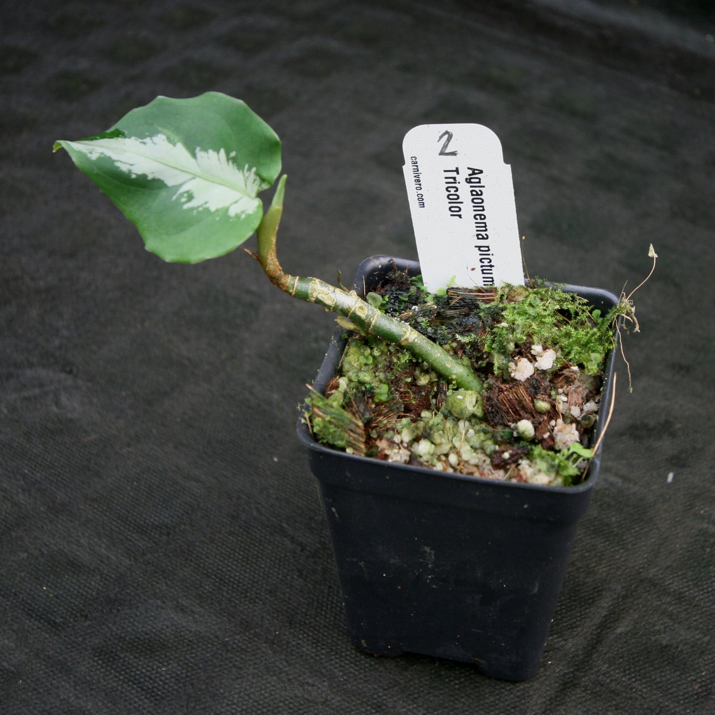 aglaonema pictum tricolor for sale from japan Aglaonema pictum Tricolor – Carnivero