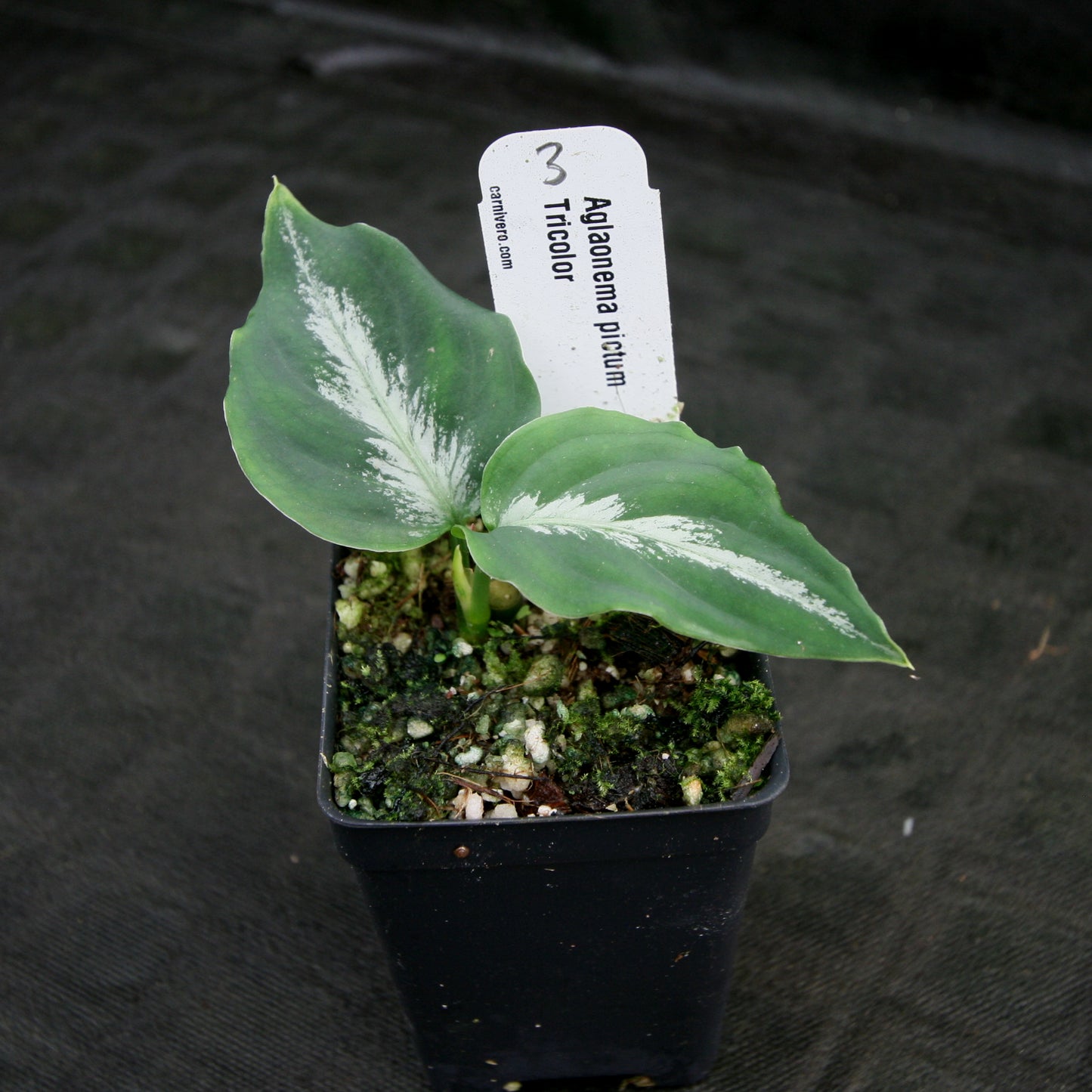 aglaonema pictum tricolor siberut 2nd Aglaonema pictum Tricolor – Carnivero