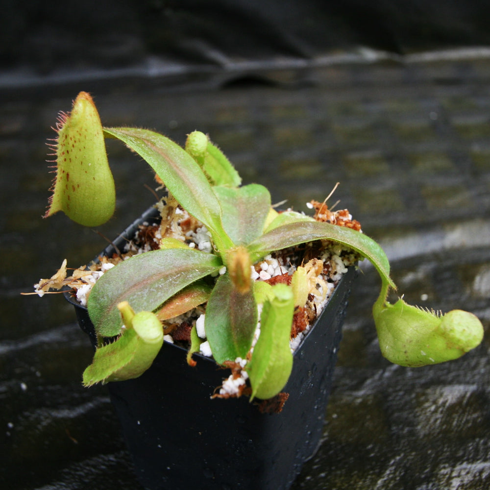 
                      
                        Nepenthes veitchii "Big Mama" x platychila BB, CAR-0297
                      
                    