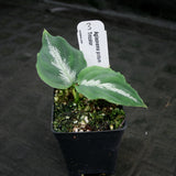 Aglaonema pictum Tricolor