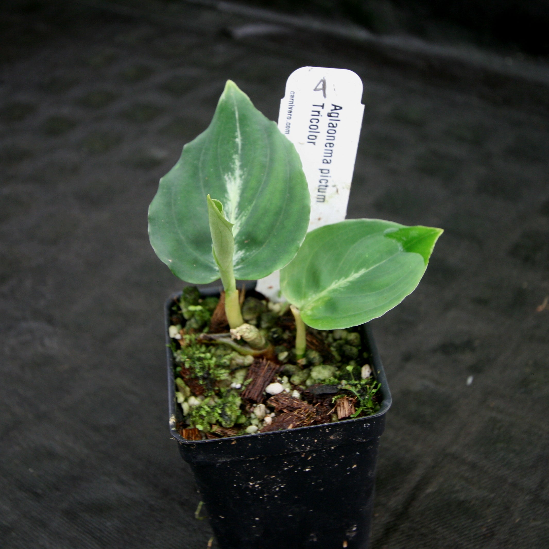 Aglaonema pictum Tricolor – Carnivero