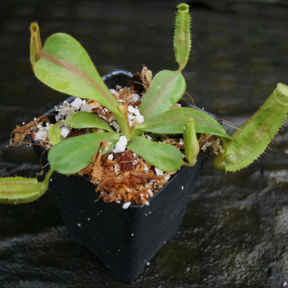 
                      
                        Nepenthes veitchii "Big Mama" x platychila BB, CAR-0297
                      
                    