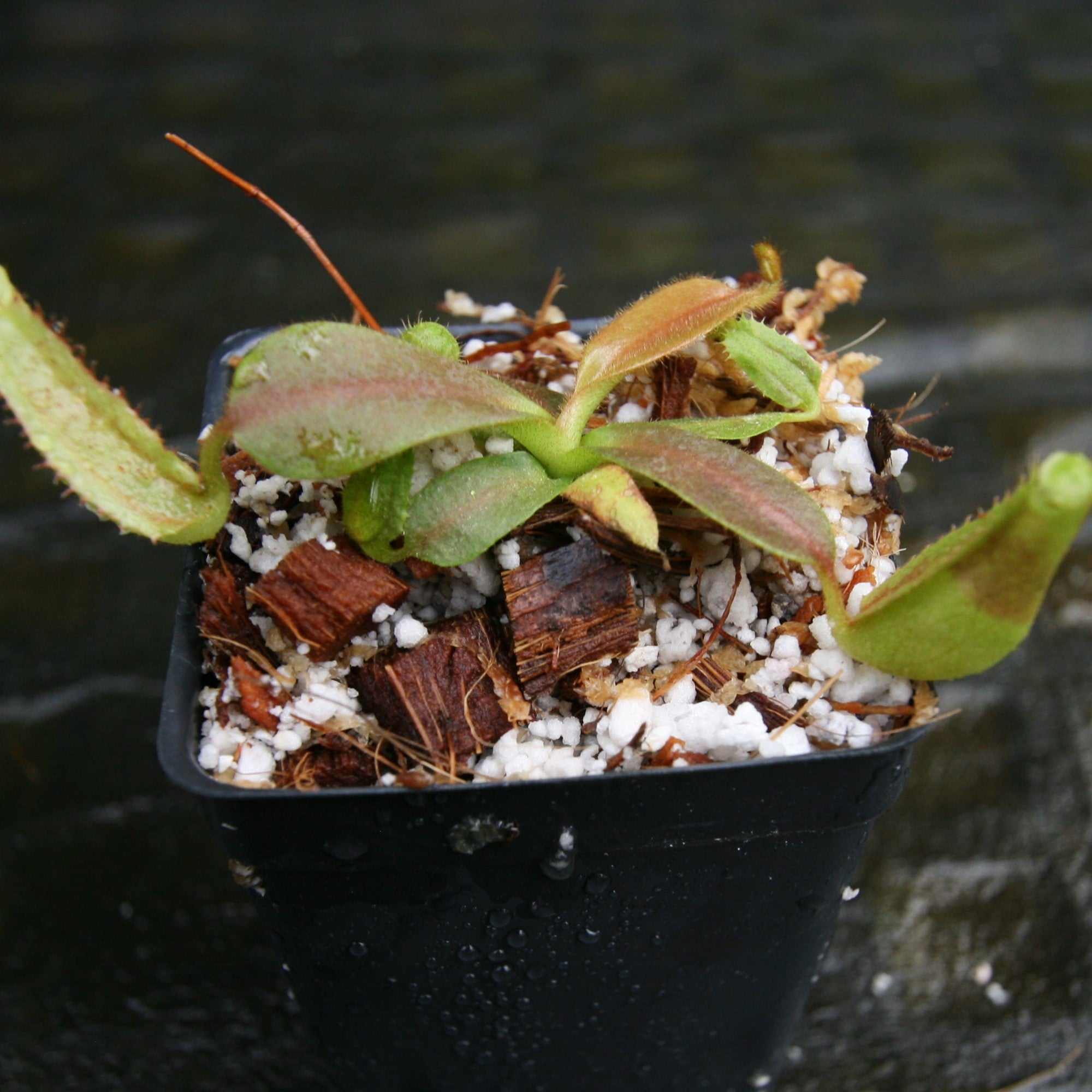 Nepenthes veitchii 