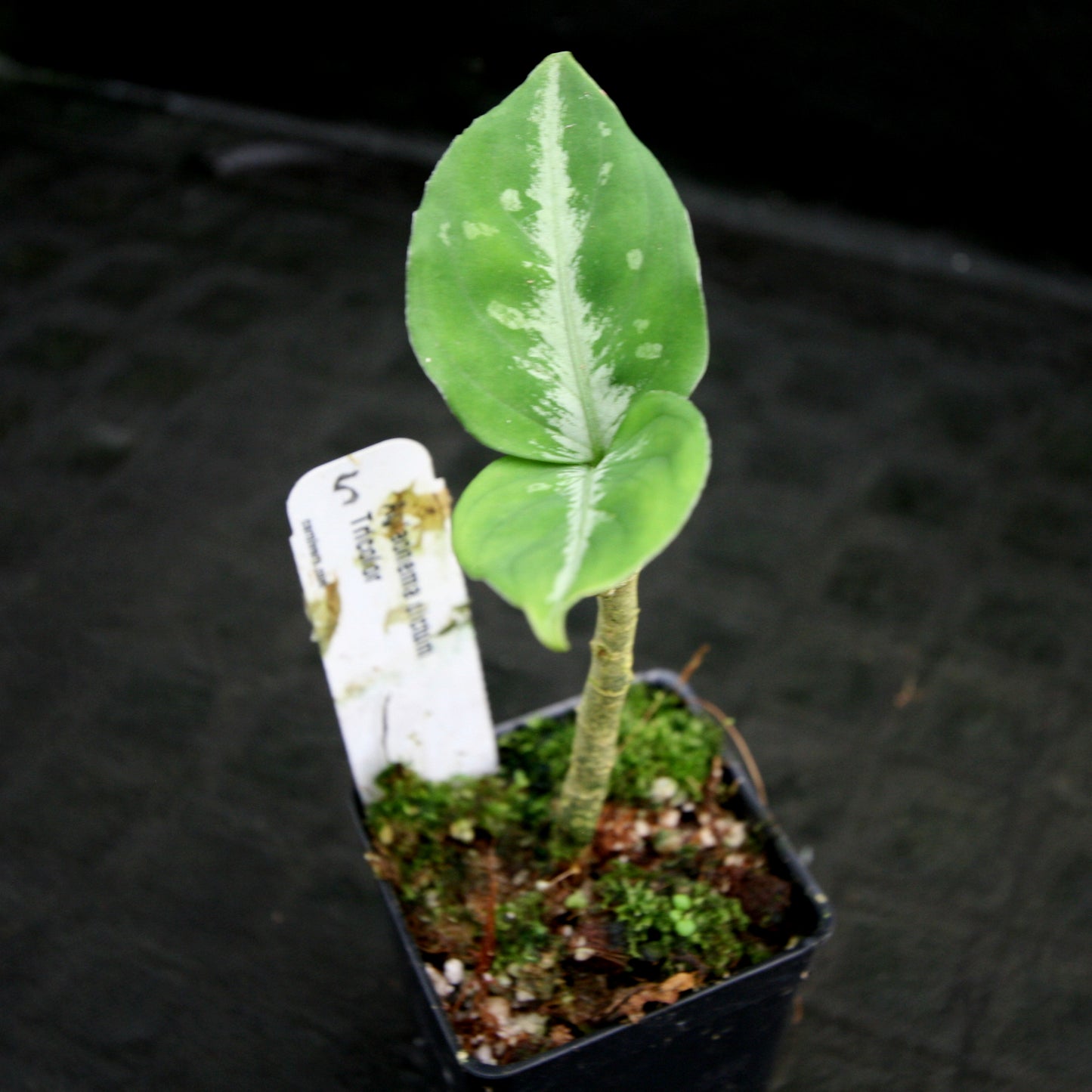 aglaonema pictum tricolor. Aglaonema pictum Tricolor – Carnivero