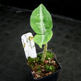 Aglaonema pictum Tricolor