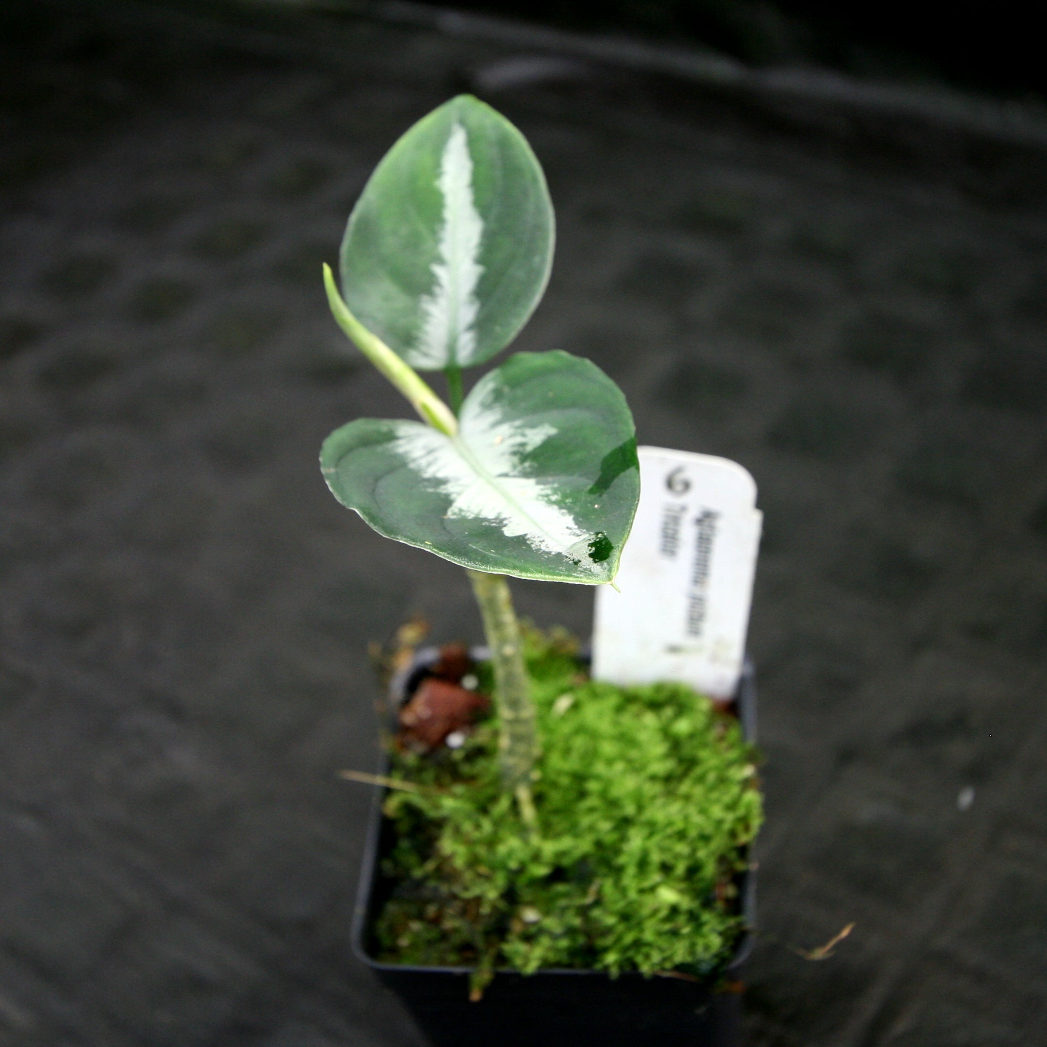 Aglaonema pictum Tricolor – Carnivero