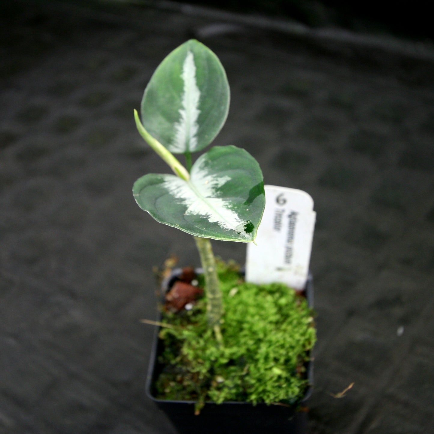aglaonema pictum tricolor seeds Aglaonema pictum Tricolor – Carnivero