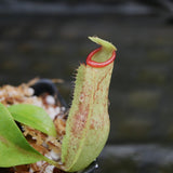 Nepenthes (maxima x campanulata) x (northiana x veitchii) -'Big', CAR-0296