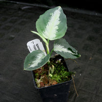 Aglaonema pictum Tricolor
